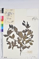 藏品(黑面神)的圖片