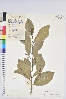 藏品(白樹)的圖片