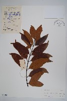 藏品(山橙)的圖片