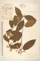 藏品(細脈斑鳩菊、毒根斑鳩菊)的圖片