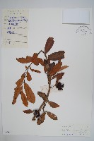 藏品(暗羅、雞爪樹)的圖片