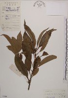 藏品(木荷)的圖片