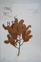 藏品(裏白瓜馥木)的圖片