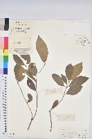 藏品(綠背桂花)的圖片