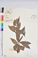 藏品(綠背桂花)的圖片