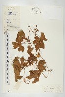 藏品(雙輪瓜)的圖片