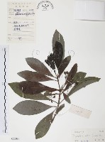 藏品(九節木、牛屎烏、青龍吐霧)的圖片