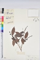 藏品(刺杜密)的圖片