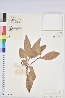 藏品(喜光花)的圖片