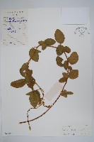 藏品(鉤柄狸尾草)的圖片