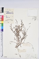 藏品(地楊桃)的圖片