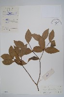 藏品(海南蕊木)的圖片