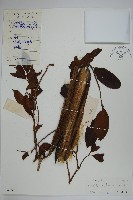 藏品(倒吊芼)的圖片