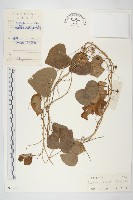 藏品(野牽牛)的圖片