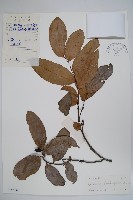 藏品(香港鷹爪花)的圖片