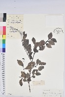 藏品(黑面神)的圖片