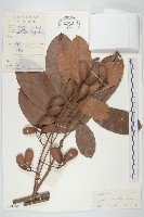 藏品(牛栓藤)的圖片