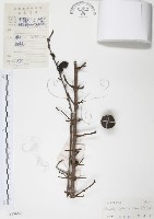 藏品(對面花)的圖片