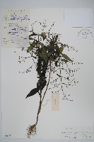 藏品(穿心蓮)的圖片