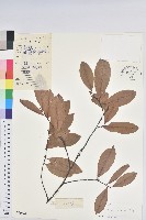 藏品(東方古柯)的圖片