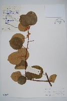 藏品(闊葉獼猴桃)的圖片