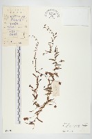 藏品(戟葉菜欒藤)的圖片