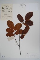 藏品(紫玉盤)的圖片