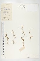 藏品(圓齒碎米薺)的圖片