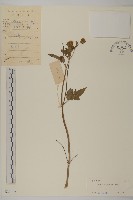 藏品(白花鬼針)的圖片