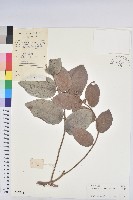 藏品(赤血仔、厚葉算盤子)的圖片