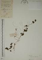 藏品(酢漿草)的圖片