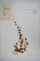 藏品(銅錘玉帶草)的圖片