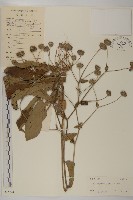 藏品(燈豎朽)的圖片