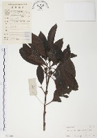 藏品(九節木、牛屎烏、青龍吐霧)的圖片