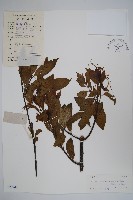 藏品(羊角扭)的圖片