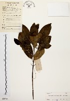 藏品(降真香)的圖片