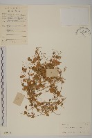 藏品(荷蓮豆)的圖片