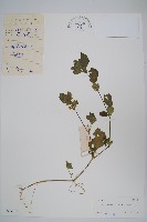 藏品(華九頭獅子草)的圖片