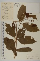 藏品(使君子)的圖片