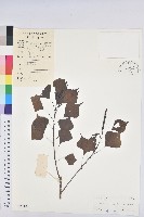 藏品(烏臼)的圖片