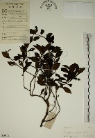 藏品(拎壁龍)的圖片