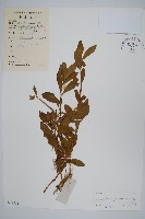 藏品(空心蓮子草)的圖片