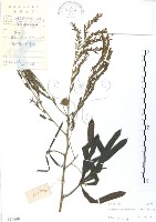 藏品(銀合歡)的圖片