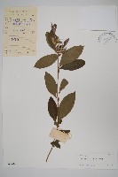 藏品(假杜鵑)的圖片