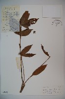 藏品(毛枝金腺莢迷)的圖片