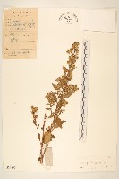 藏品(一枝黃花)的圖片