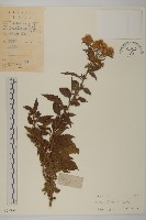 藏品(三基脈紫菀)的圖片