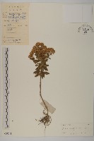 藏品(莽山紫菀)的圖片