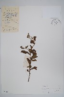 藏品(琉璃草)的圖片