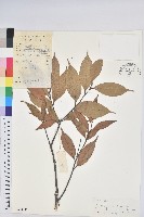 藏品(長尾栲、長尾柯、長尾尖葉櫧)的圖片